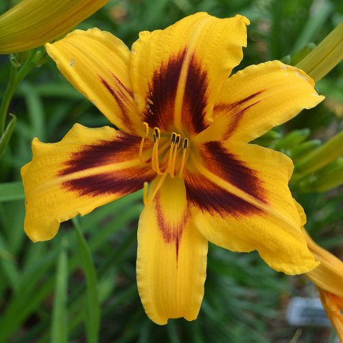 Daylily-Bonanza-1200x-DSC 0867