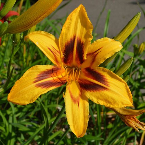 Daylily-Bonanza-1200x-DSC 0967