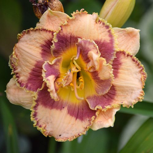 Daylily (Hemerocallis) Bonibrae Sharky