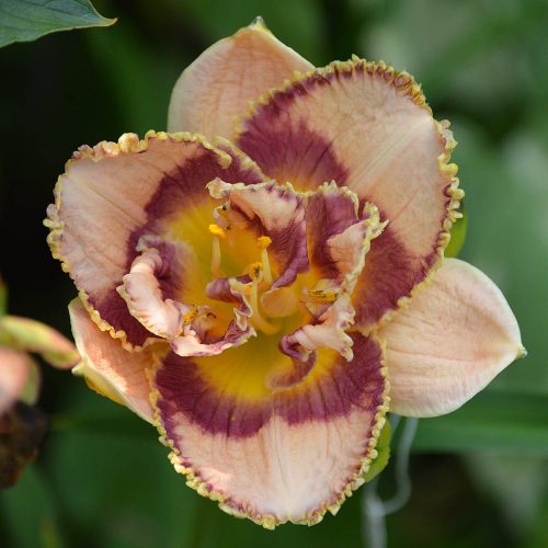 Daylily-Bonibrae-Sharky-1200x-DSC 0694