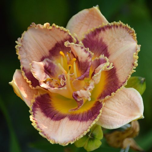 Daylily-Bonibrae-Sharky-1200x-DSC 0701