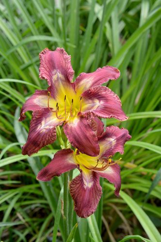 Daylily-Bonibrae-Stairway-To-Heaven-1200w-DSC 0087