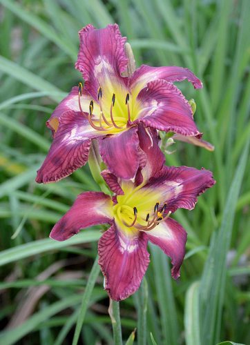 Daylily-Bonibrae-Stairway-To-Heaven-1200w-DSC 0979