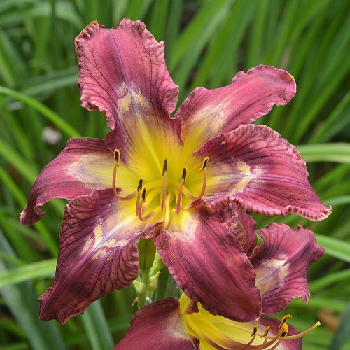 Daylily-Bonibrae-Stairway-To-Heaven-1200x-DSC 0085