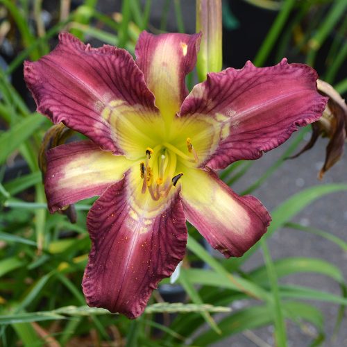 Daylily (Hemerocallis) Bonibrae Stairway To Heaven