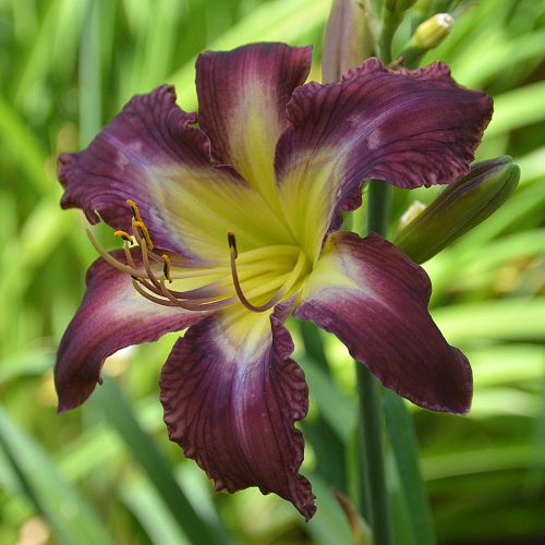 Daylily-Bonibrae-Stairway-To-Heaven-1200x-DSC 0346