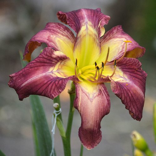 Daylily-Bonibrae-Stairway-To-Heaven-1200x-DSC 0501