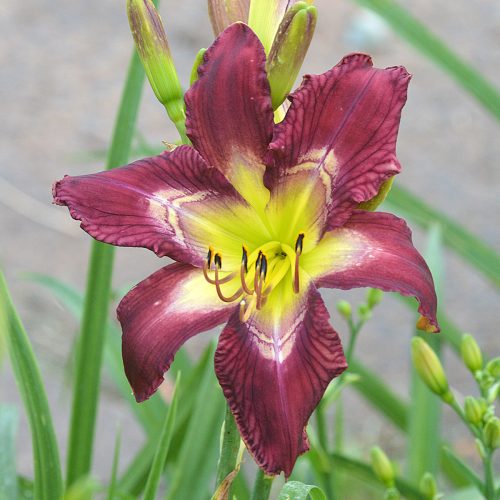 Daylily-Bonibrae-Stairway-To-Heaven-1200x-DSC 0748