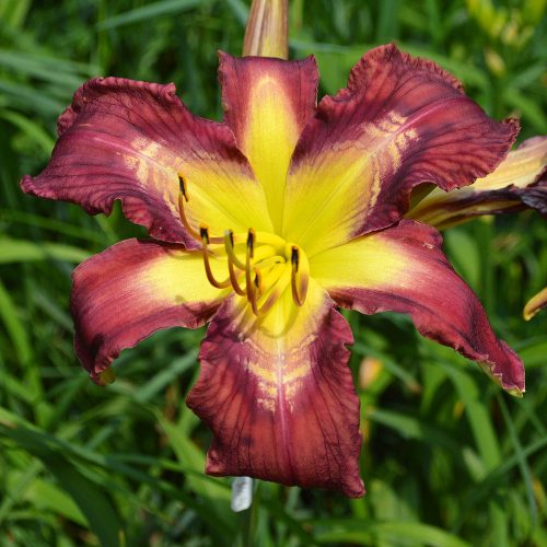 Daylily-Bonibrae-Stairway-To-Heaven-1200x-DSC 0881