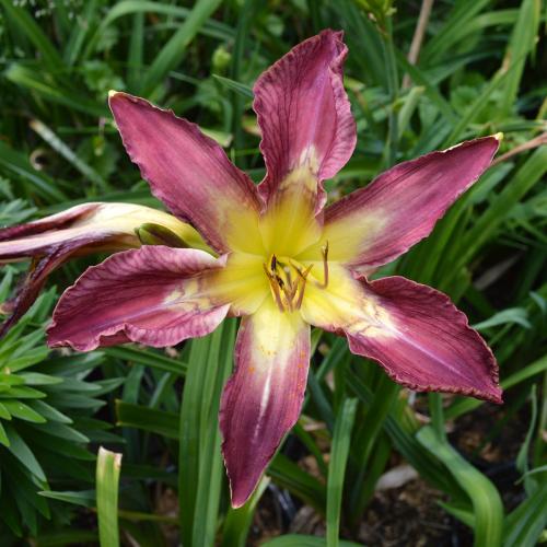 Daylily-Bonibrae-Stairway-To-Heaven-1200x-DSC 0911
