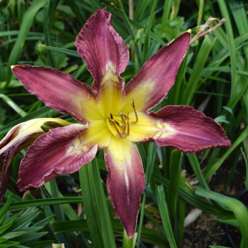 Daylily-Bonibrae-Stairway-To-Heaven-1200x-DSC 0916