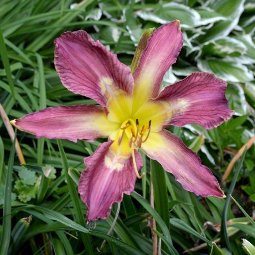 Daylily-Bonibrae-Stairway-To-Heaven-1200x-DSC 0923