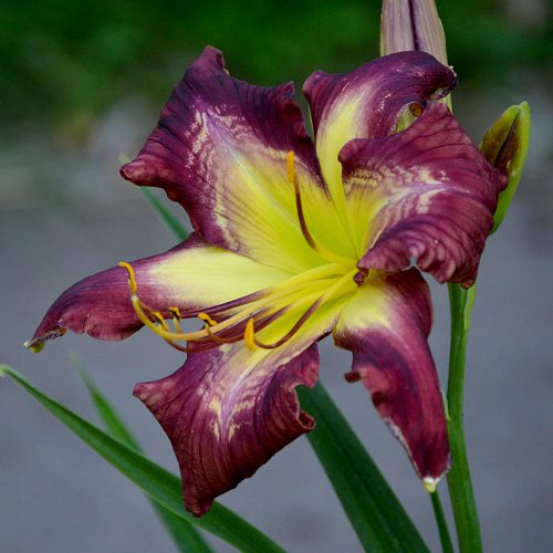 Daylily-Bonibrae-Stairway-To-Heaven-1200x-DSC 0934