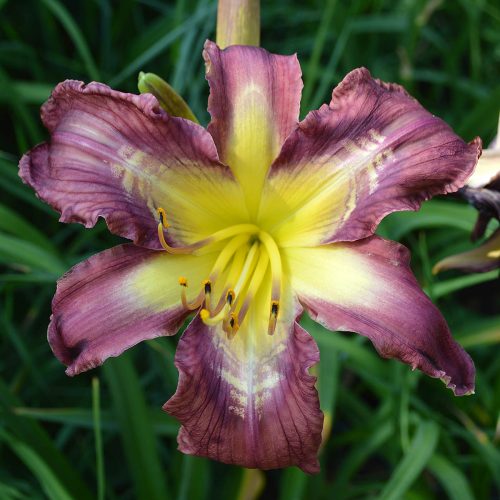 Daylily-Bonibrae-Stairway-To-Heaven-1200x-DSC 0969