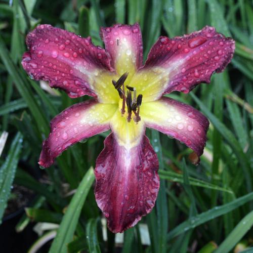 Daylily-Bonibrae-Stairway-To-Heaven-1200x-DSC 0973