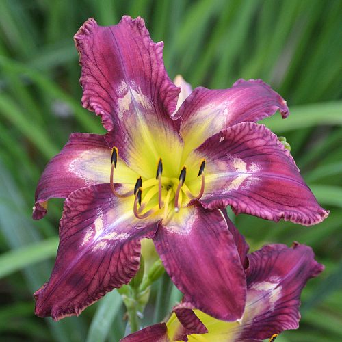 Daylily-Bonibrae-Stairway-To-Heaven-1200x-DSC 0983