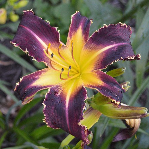 Daylily (Hemerocallis) Bonibrae Witches and Warlocks