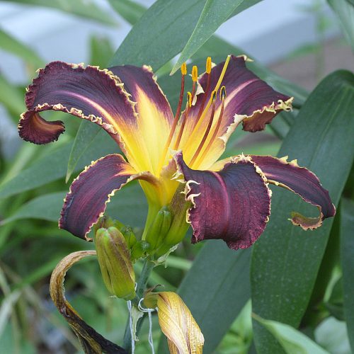 Daylily-Bonibrae-Witches-And-Warlocks-1200x-DSC 0023