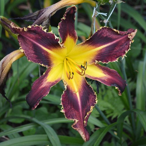 Daylily-Bonibrae-Witches-And-Warlocks-1200x-DSC 0025