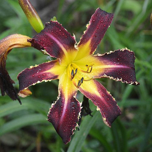 Daylily-Bonibrae-Witches-And-Warlocks-1200x-DSC 0125