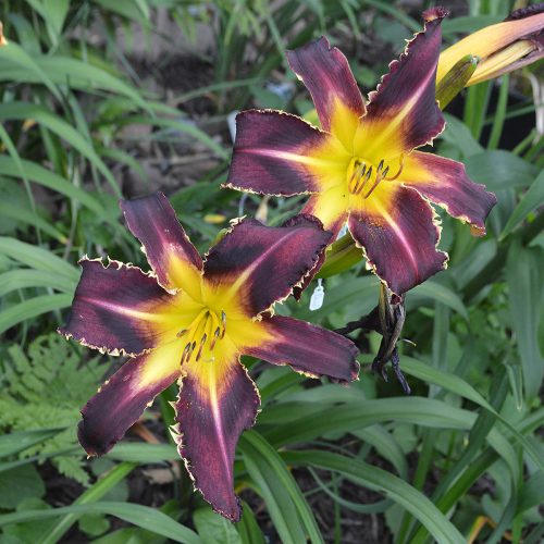 Daylily-Bonibrae-Witches-And-Warlocks-1200x-DSC 0259