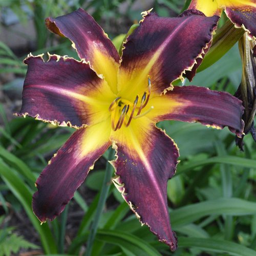 Daylily-Bonibrae-Witches-And-Warlocks-1200x-DSC 0260 (1)