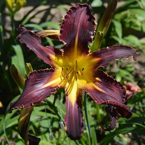 Daylily-Bonibrae-Witches-And-Warlocks-1200x-DSC 0358