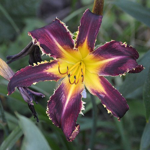 Daylily-Bonibrae-Witches-And-Warlocks-1200x-DSC 0580