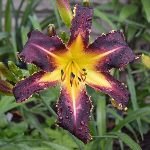 Daylily-Bonibrae-Witches-And-Warlocks-1200x-DSC 0640