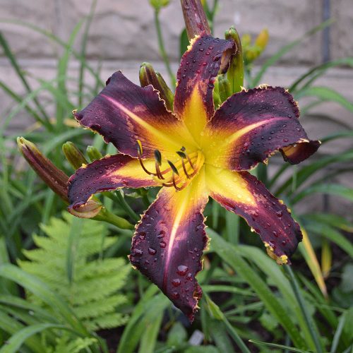 Daylily-Bonibrae-Witches-And-Warlocks-1200x-DSC 0648
