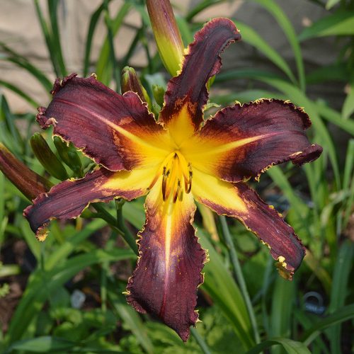 Daylily-Bonibrae-Witches-And-Warlocks-1200x-DSC 0750
