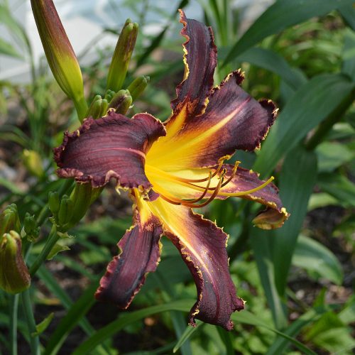 Daylily-Bonibrae-Witches-And-Warlocks-1200x-DSC 0752