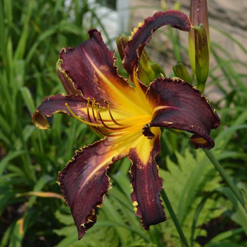 Daylily-Bonibrae-Witches-And-Warlocks-1200x-DSC 0757