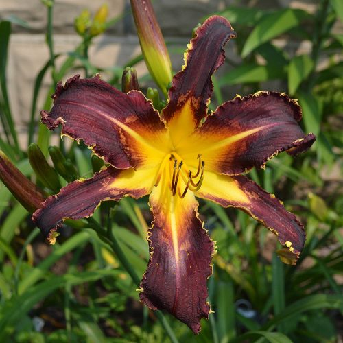 Daylily-Bonibrae-Witches-And-Warlocks-1200x-DSC 0759