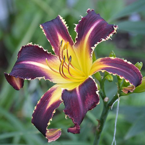 Daylily-Bonibrae-Witches-And-Warlocks-1200x-DSC 0788