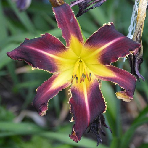 Daylily-Bonibrae-Witches-And-Warlocks-1200x-DSC 0984