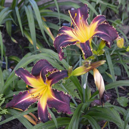 Daylily-Bonibrae-Witches-And-Warlocks-1200x-DSC 0992