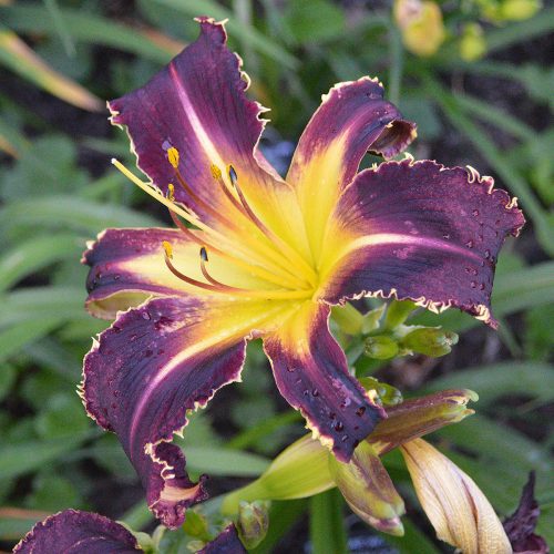 Daylily-Bonibrae-Witches-And-Warlocks-1200x-DSC 0994