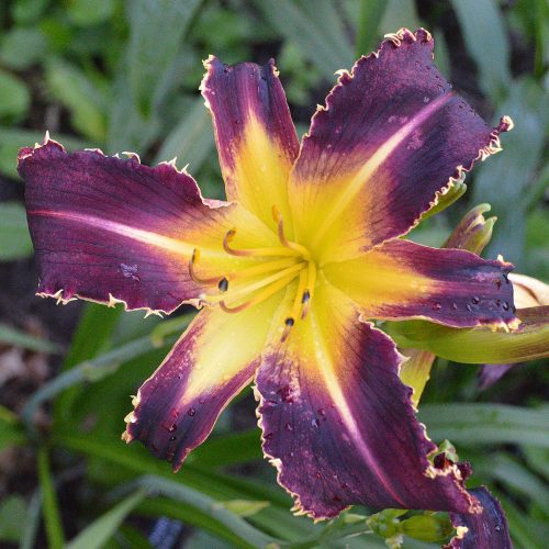 Daylily-Bonibrae-Witches-And-Warlocks-1200x-DSC 0998