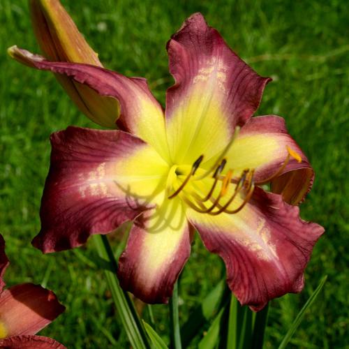 Daylily-Boniebrae-Stairway-To-Heaven-1200x-DSC 0034