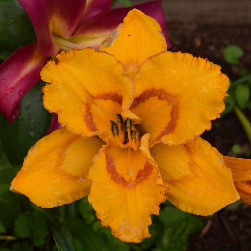 Daylily-Bottled-Sunshine-1200x-DSC 0132
