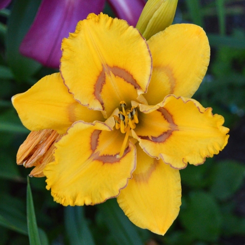 Daylily (Hemerocallis) Bottled Sunshine