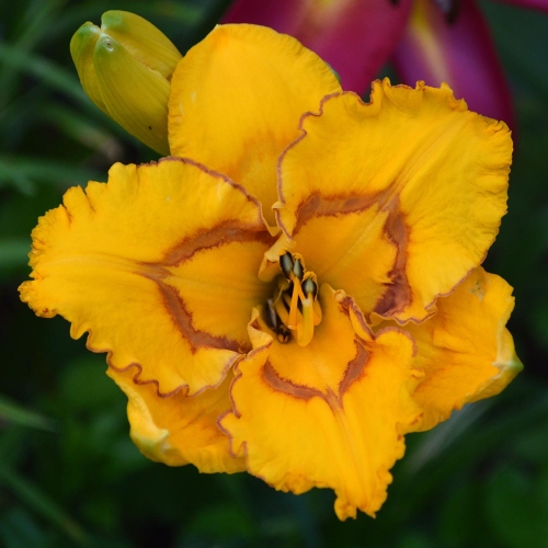 Daylily-Bottled-Sunshine-1200x-DSC 0407