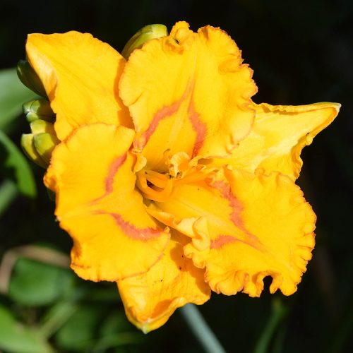 Daylily-Bottled-Sunshine-1200x-DSC 0584