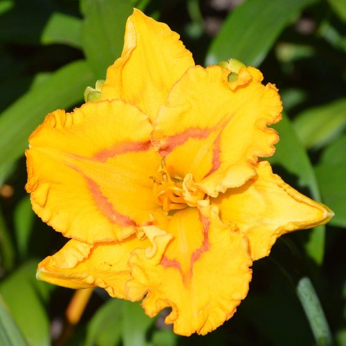 Daylily-Bottled-Sunshine-1200x-DSC 0590
