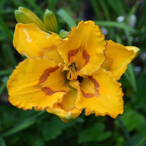 Daylily-Bottled-Sunshine-1200x-DSC 0645