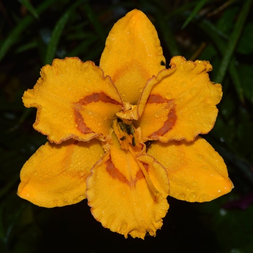 Daylily-Bottled-Sunshine-1200x-DSC 0778