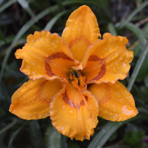 Daylily-Bottled-Sunshine-1200x-DSC 0780