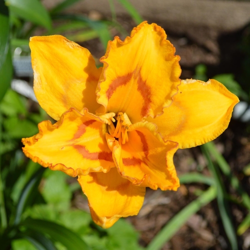 Daylily-Bottled-Sunshine-1200x-DSC 0923