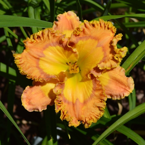 Daylily-Buckskin-Mocassins-1200w-DSC 0376